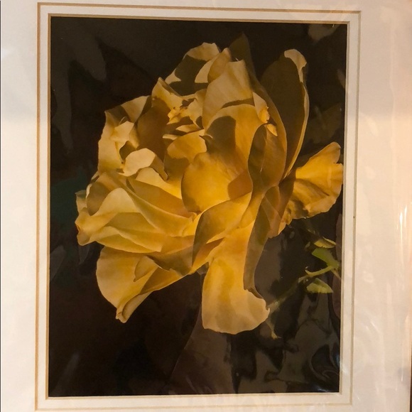 Meet your Posher, Rosa - Picture 1 of 1